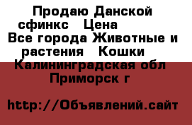  Продаю Данской сфинкс › Цена ­ 2 000 - Все города Животные и растения » Кошки   . Калининградская обл.,Приморск г.